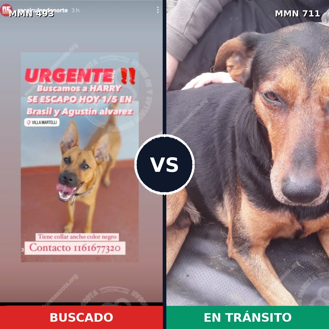 Comparativa MMS 11246: mascota perdida y mascota encontrada, 59% de similitud