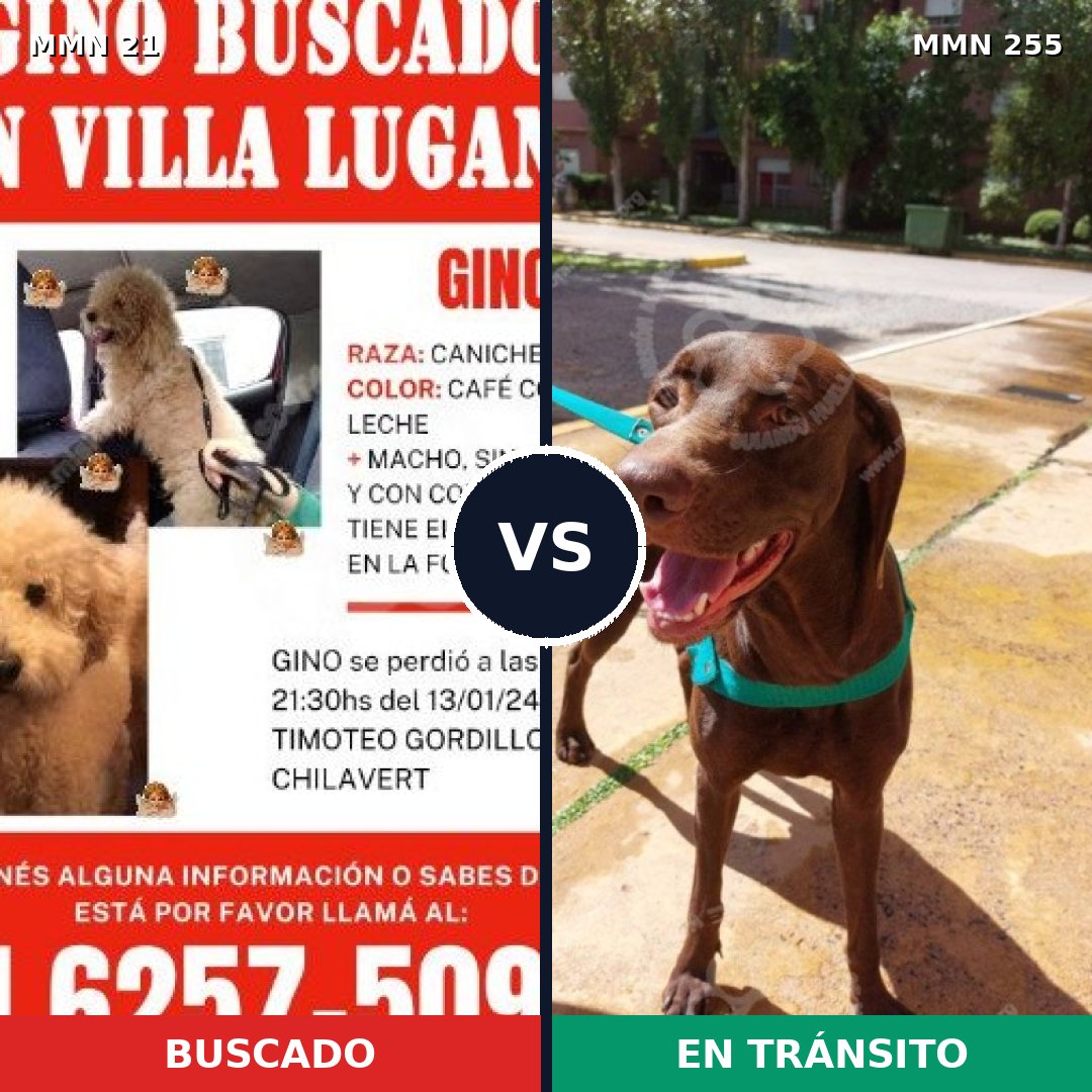 Comparativa MMS 1125: mascota perdida y mascota encontrada, 17% de similitud