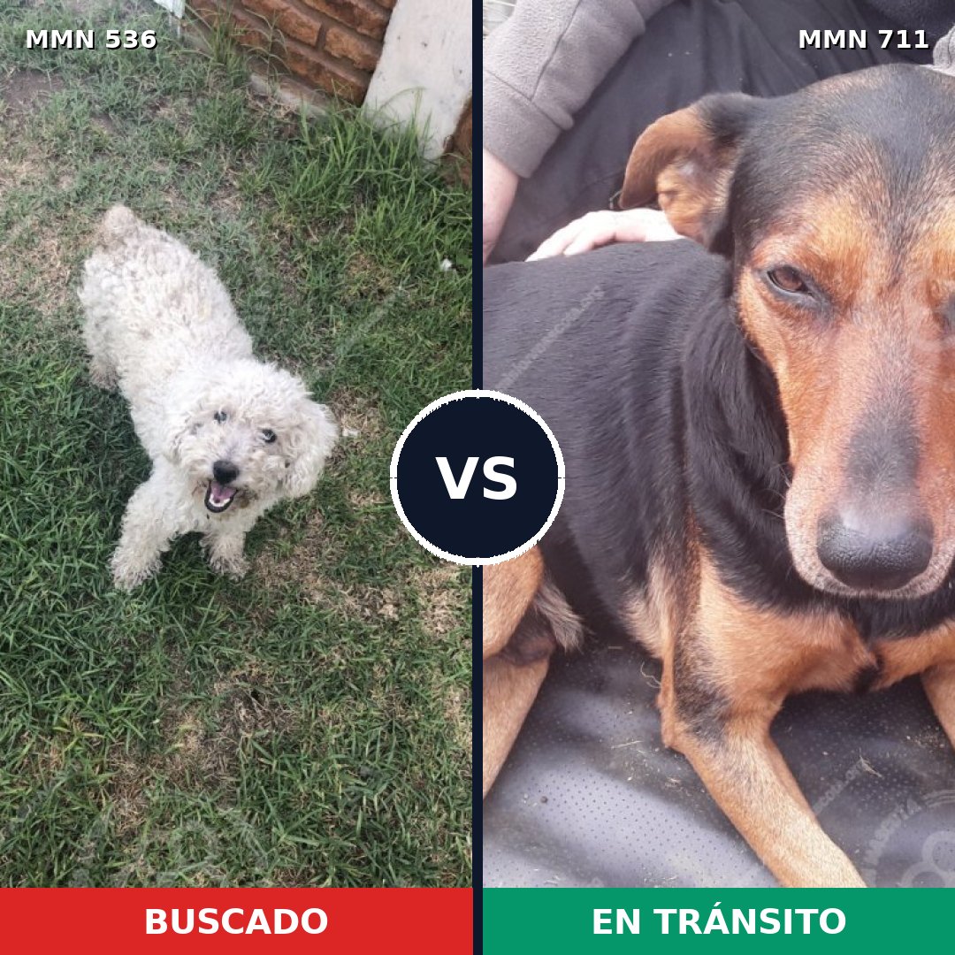 Comparativa MMS 11252: mascota perdida y mascota encontrada, 13% de similitud