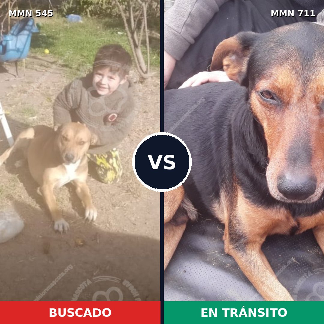 Comparativa MMS 11253: mascota perdida y mascota encontrada, 28% de similitud
