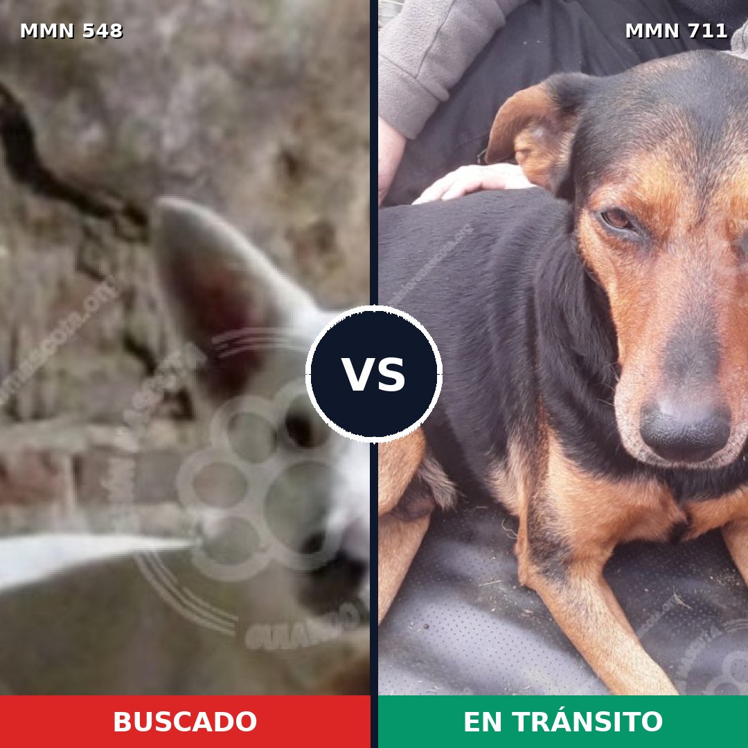 Comparativa MMS 11254: mascota perdida y mascota encontrada, 48% de similitud