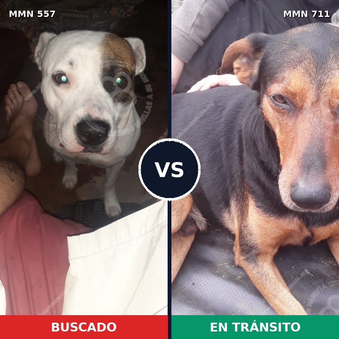 Comparativa MMS 11255: mascota perdida y mascota encontrada, 35% de similitud