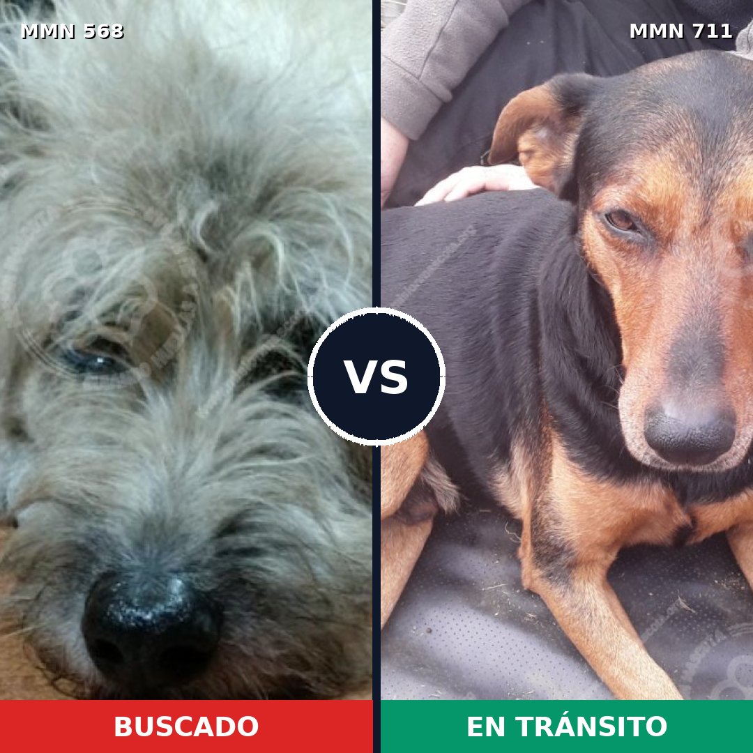 Comparativa MMS 11257: mascota perdida y mascota encontrada, 57% de similitud