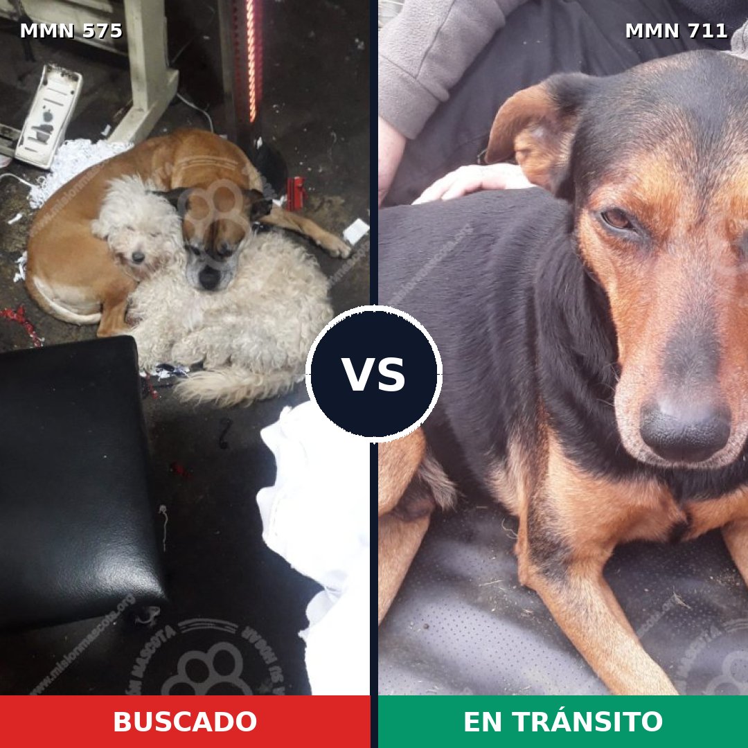 Comparativa MMS 11258: mascota perdida y mascota encontrada, 14% de similitud
