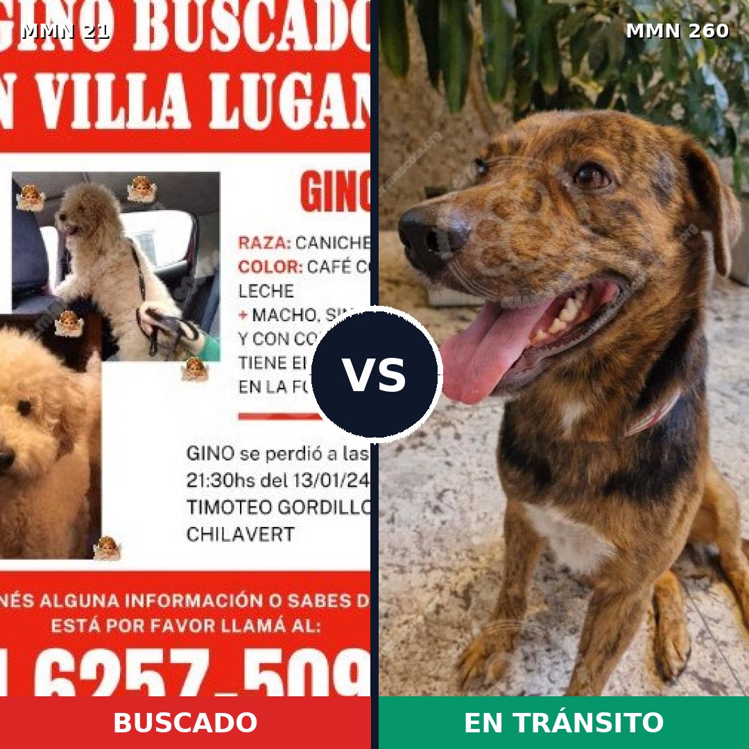 Comparativa MMS 1126: mascota perdida y mascota encontrada, 22% de similitud