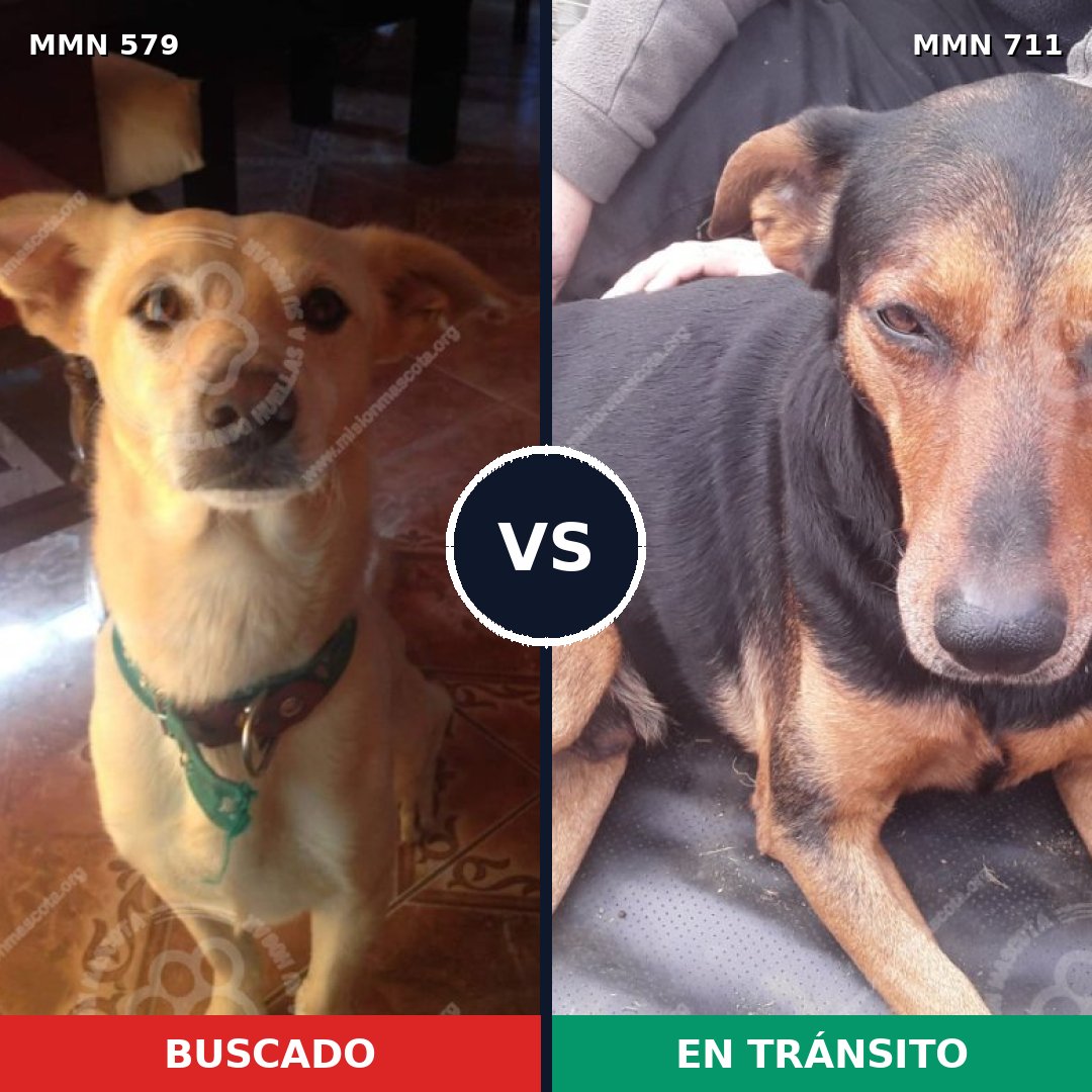 Comparativa MMS 11260: mascota perdida y mascota encontrada, 15% de similitud