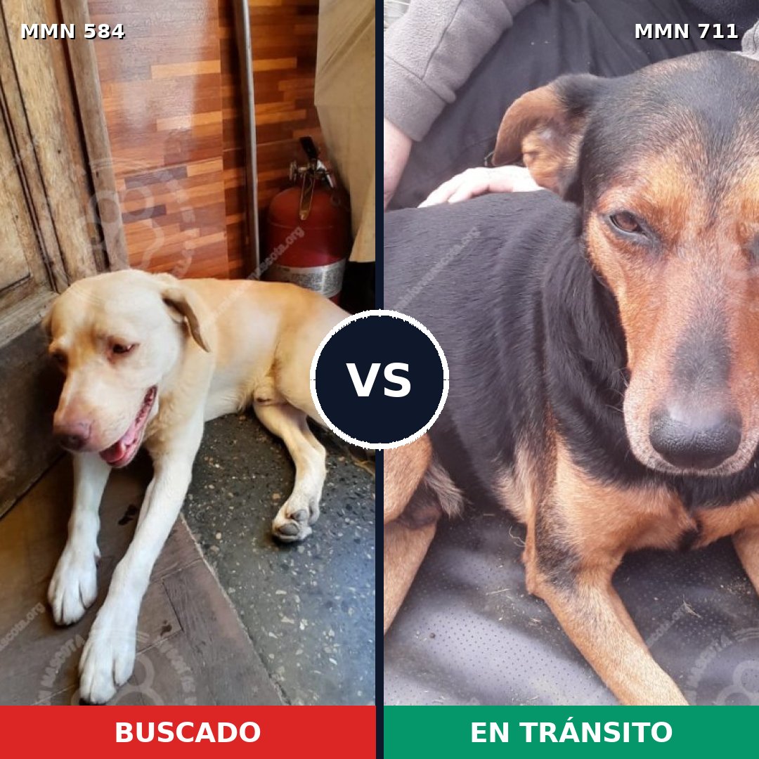 Comparativa MMS 11261: mascota perdida y mascota encontrada, 21% de similitud