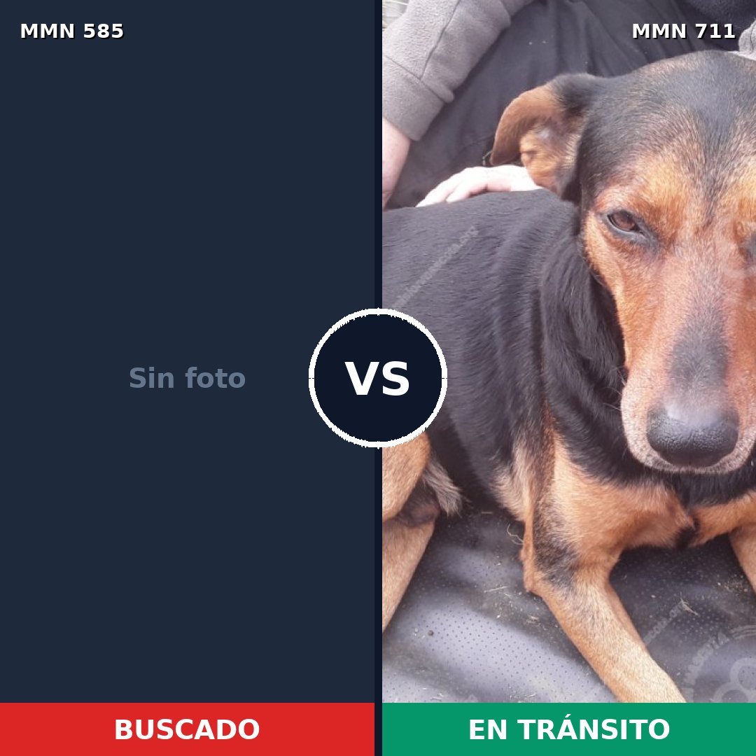 Comparativa MMS 11262: mascota perdida y mascota encontrada, 50% de similitud