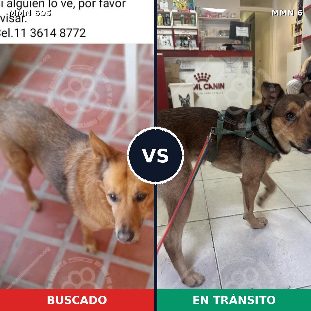 Comparativa MMS 11263: mascota perdida y mascota encontrada, 61% de similitud