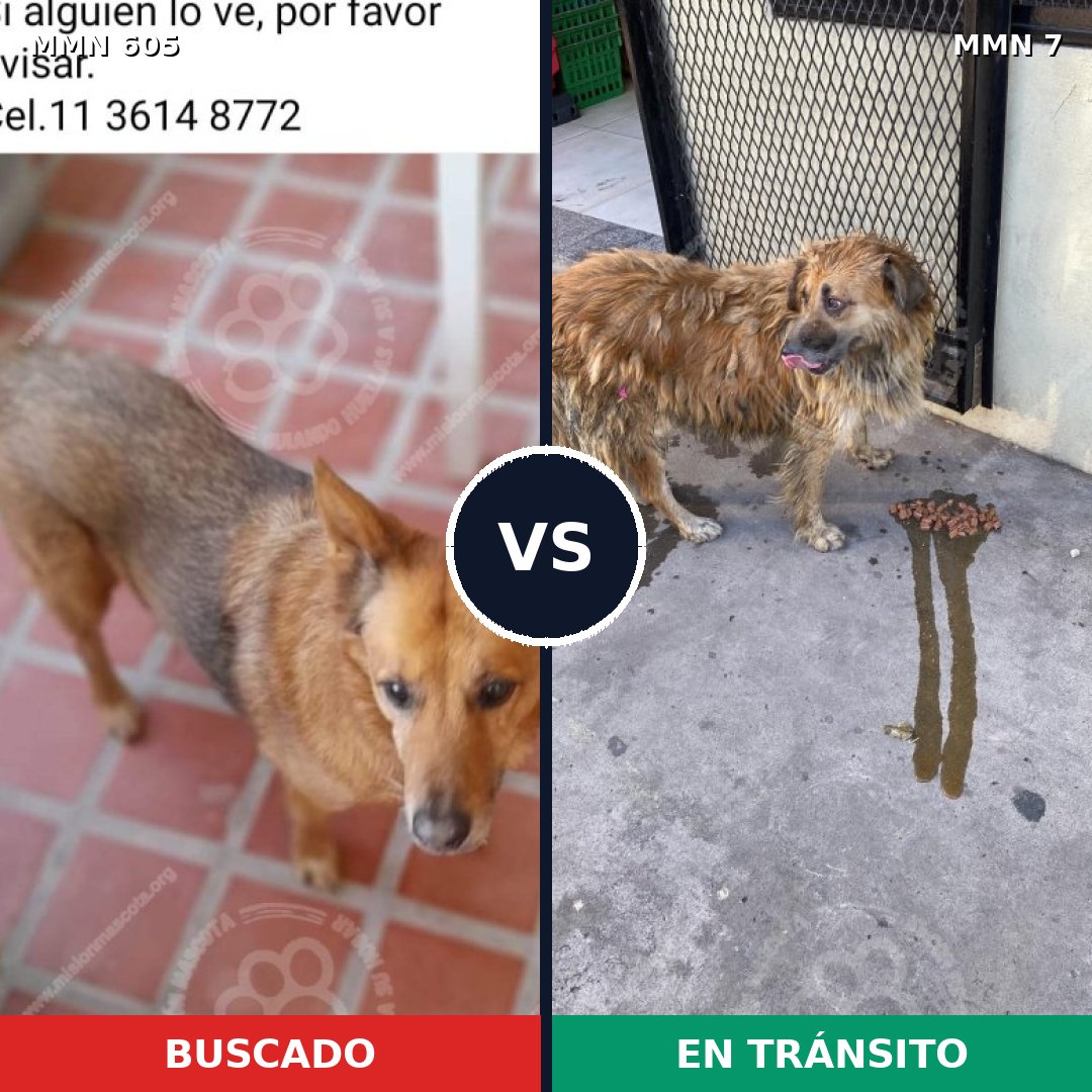 Comparativa MMS 11264: mascota perdida y mascota encontrada, 50% de similitud
