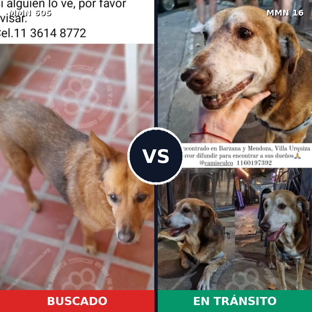 Comparativa MMS 11265: mascota perdida y mascota encontrada, 59% de similitud