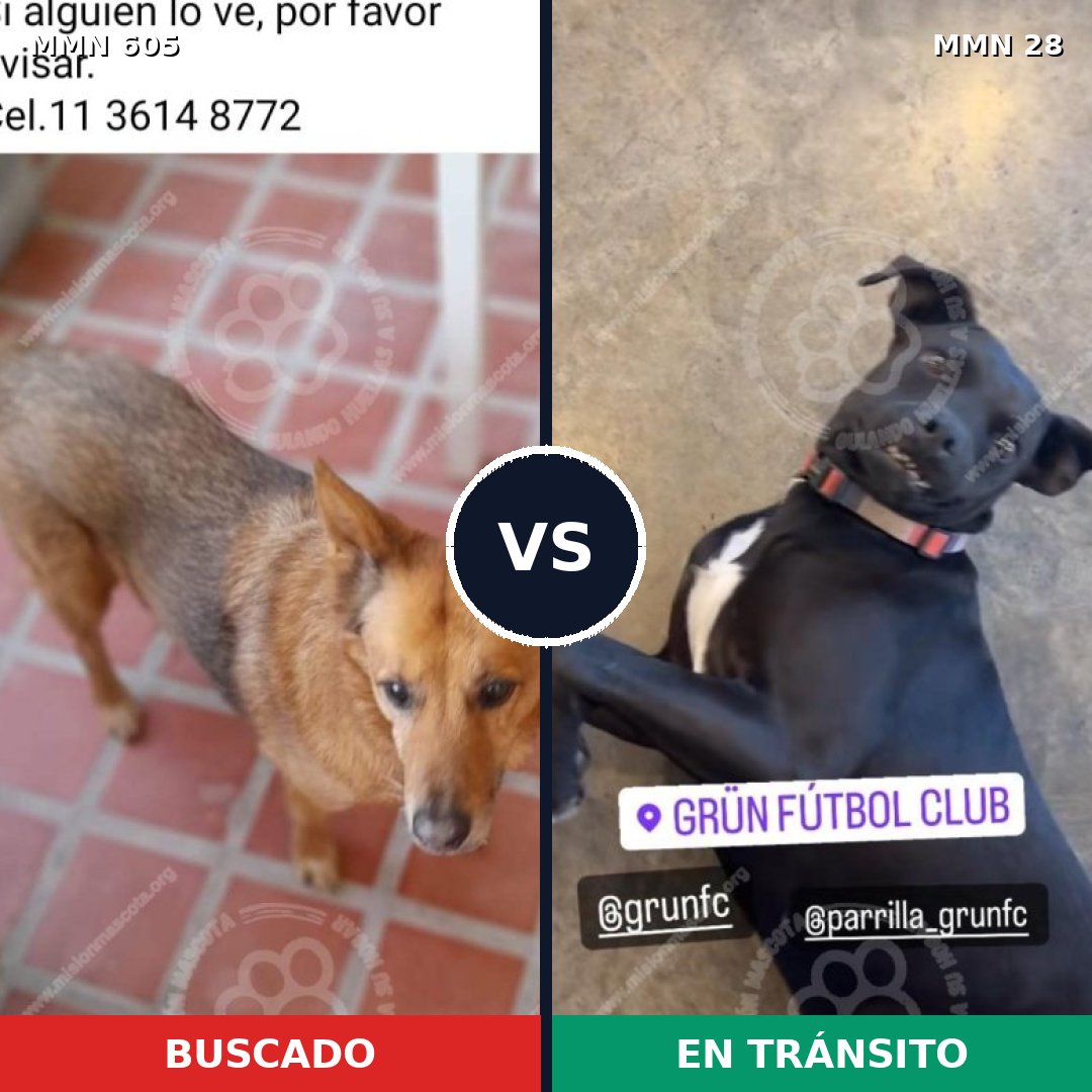 Comparativa MMS 11266: mascota perdida y mascota encontrada, 59% de similitud