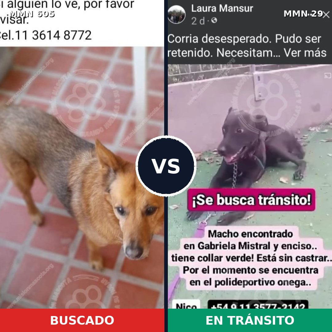 Comparativa MMS 11267: mascota perdida y mascota encontrada, 49% de similitud