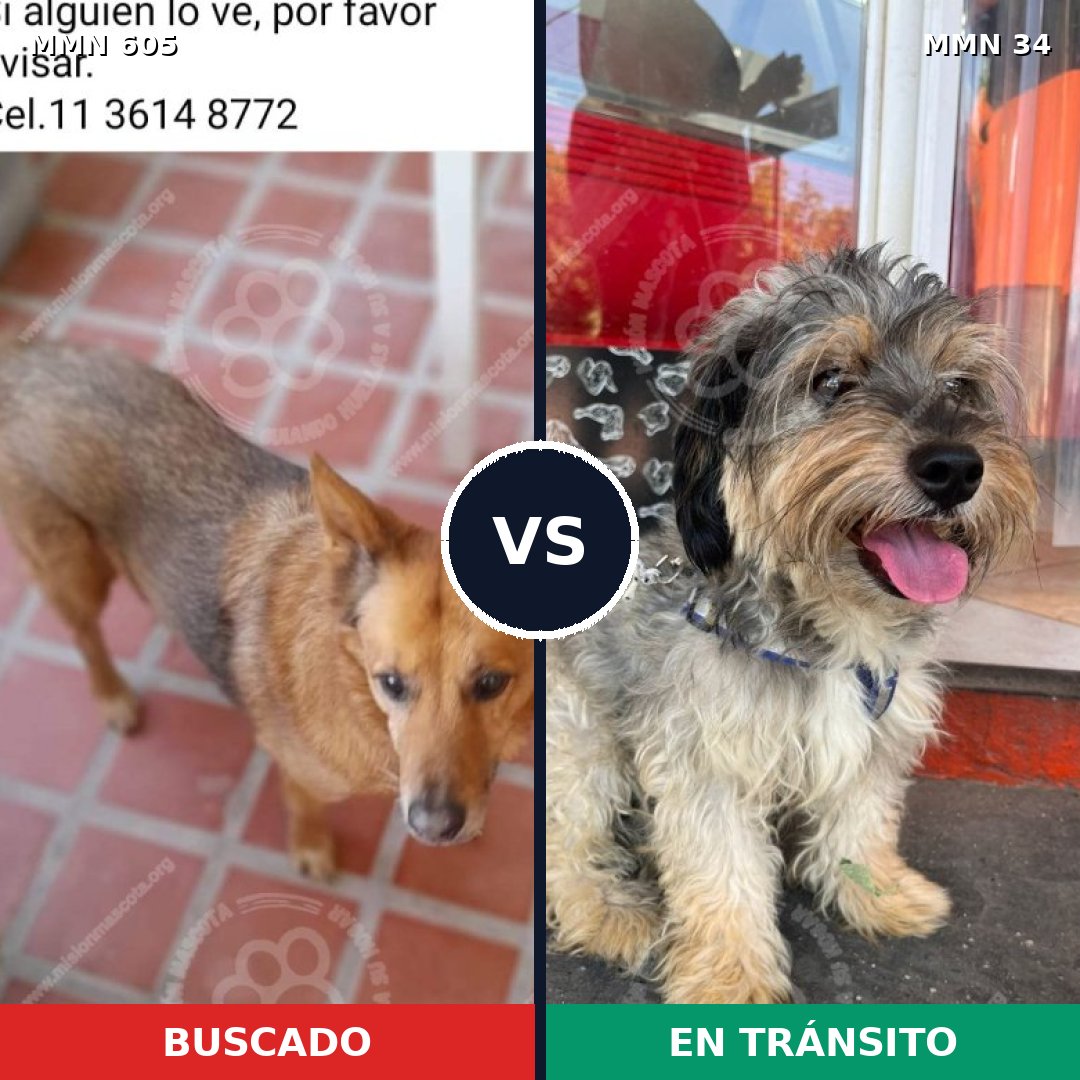 Comparativa MMS 11269: mascota perdida y mascota encontrada, 52% de similitud