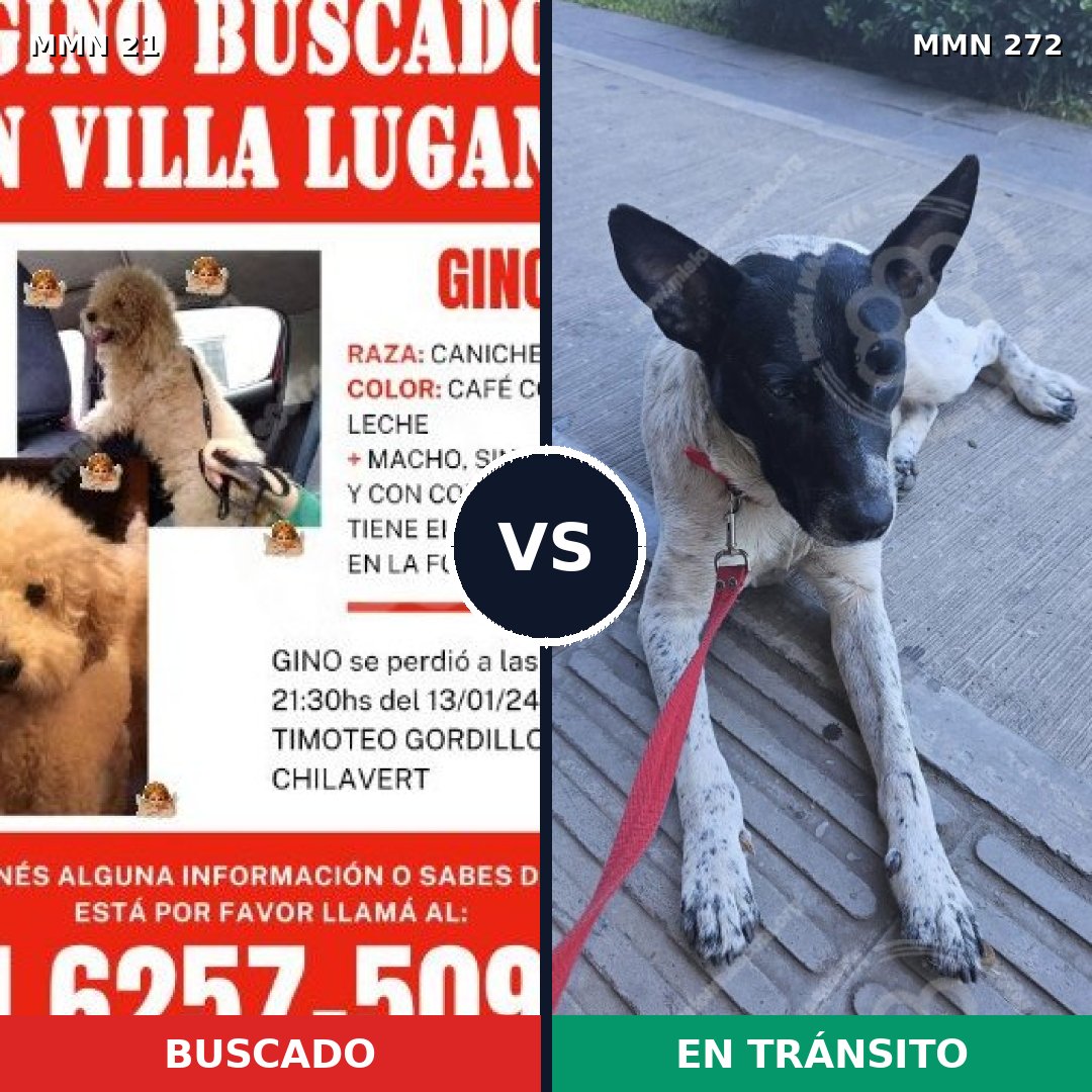 Comparativa MMS 1127: mascota perdida y mascota encontrada, 24% de similitud
