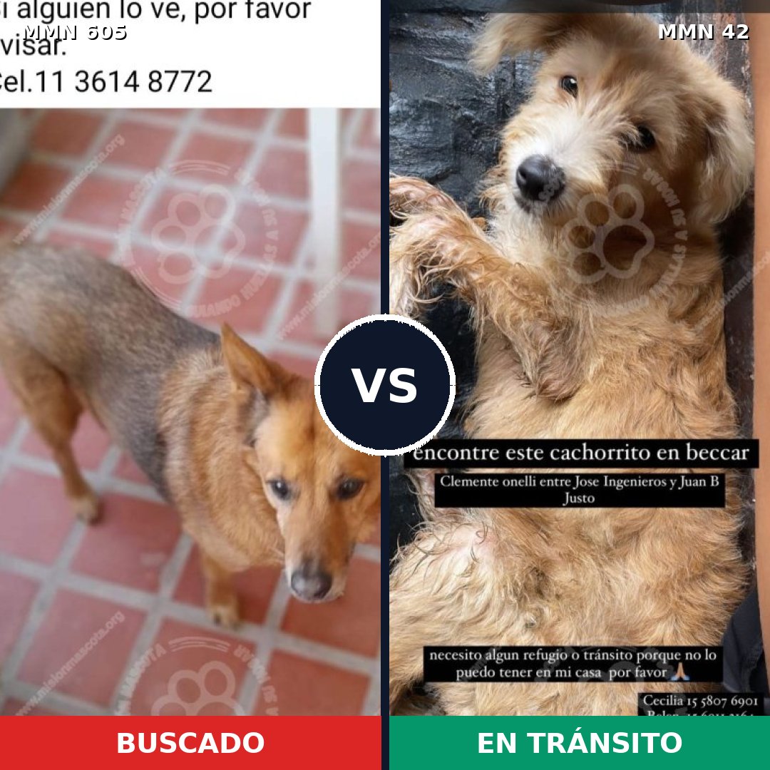 Comparativa MMS 11270: mascota perdida y mascota encontrada, 63% de similitud
