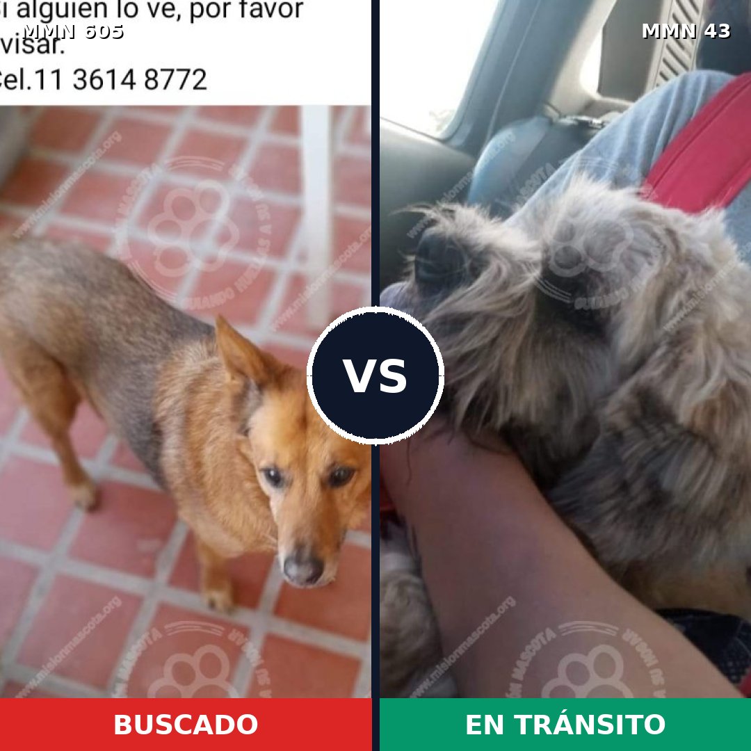 Comparativa MMS 11271: mascota perdida y mascota encontrada, 54% de similitud