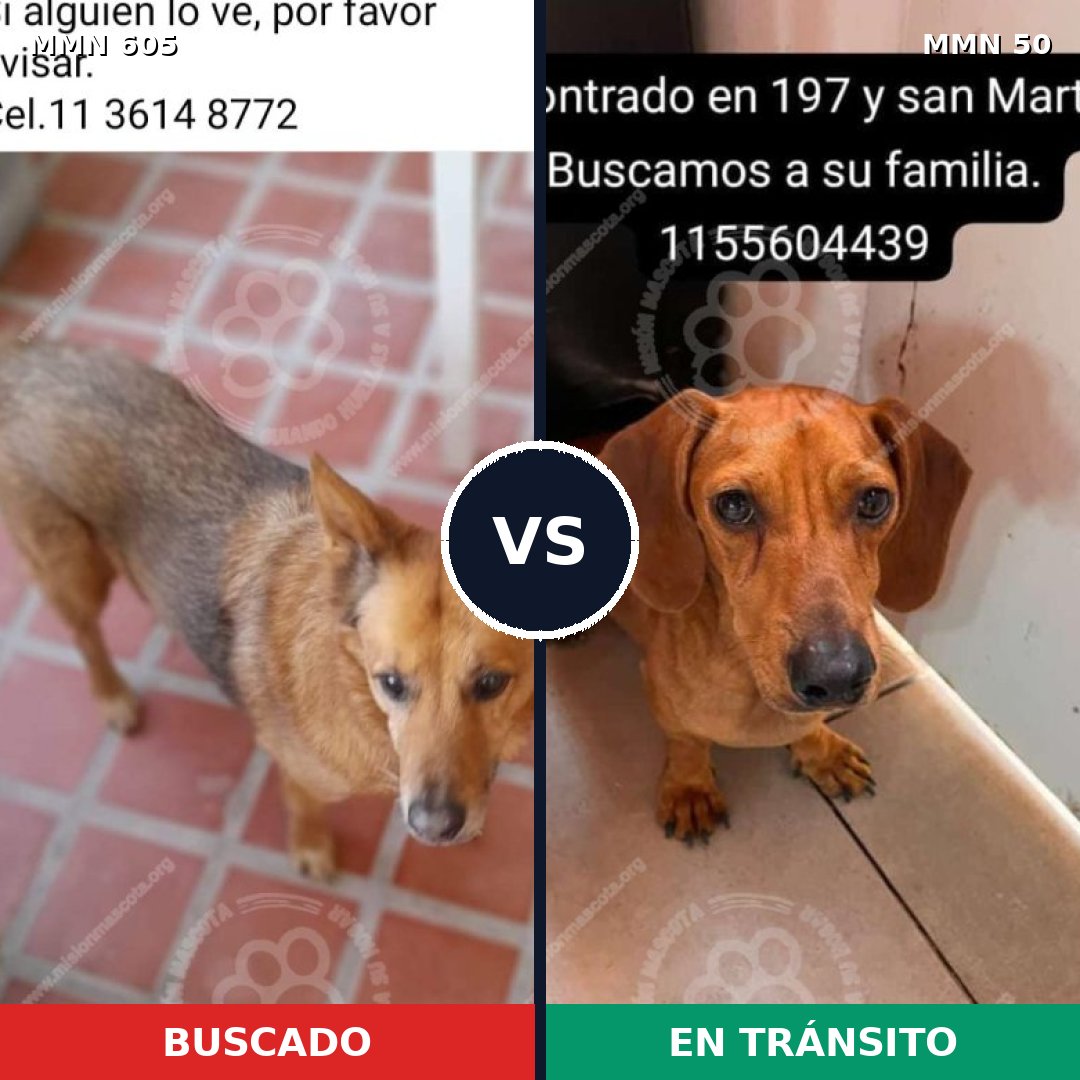 Comparativa MMS 11272: mascota perdida y mascota encontrada, 32% de similitud