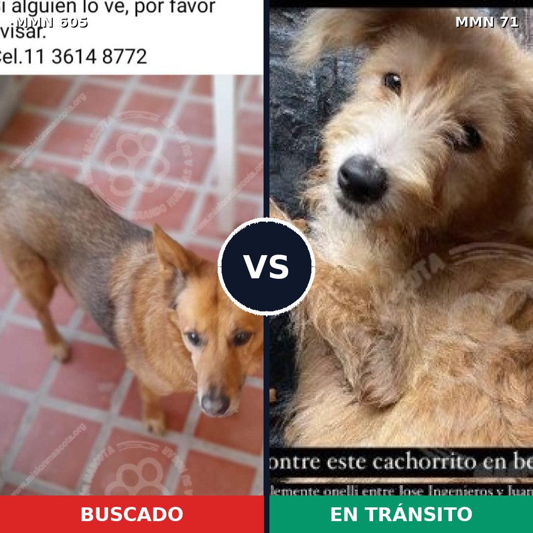 Comparativa MMS 11273: mascota perdida y mascota encontrada, 73% de similitud