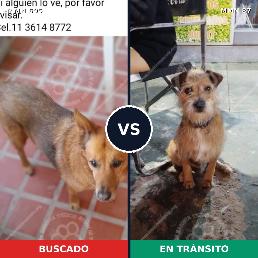 Comparativa MMS 11274: mascota perdida y mascota encontrada, 58% de similitud