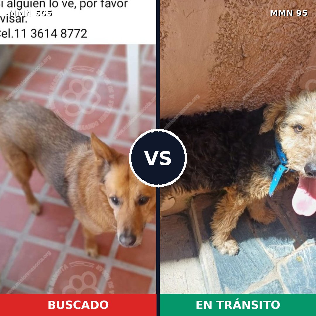 Comparativa MMS 11275: mascota perdida y mascota encontrada, 63% de similitud