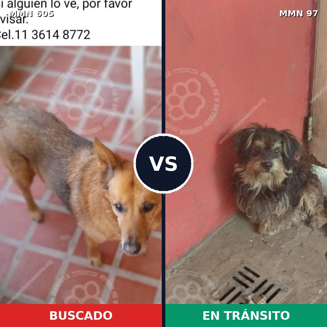 Comparativa MMS 11276: mascota perdida y mascota encontrada, 52% de similitud