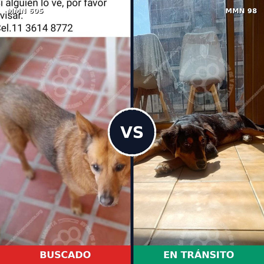 Comparativa MMS 11277: mascota perdida y mascota encontrada, 57% de similitud