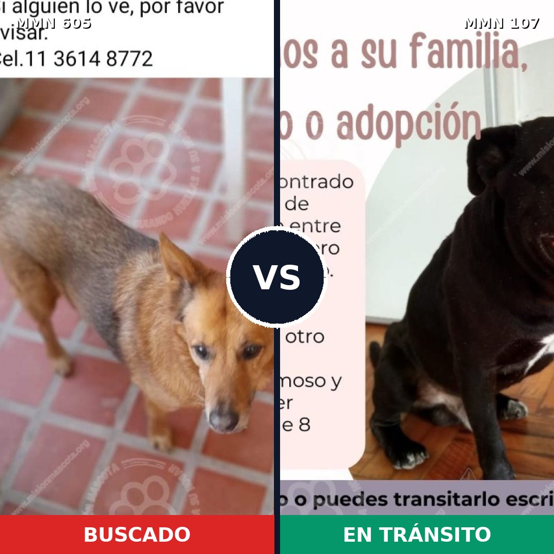 Comparativa MMS 11278: mascota perdida y mascota encontrada, 57% de similitud