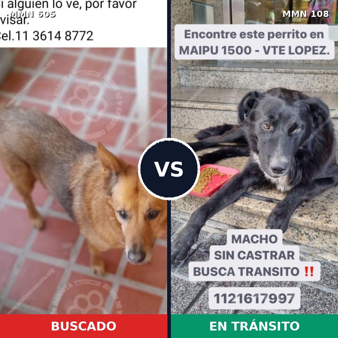 Comparativa MMS 11279: mascota perdida y mascota encontrada, 59% de similitud