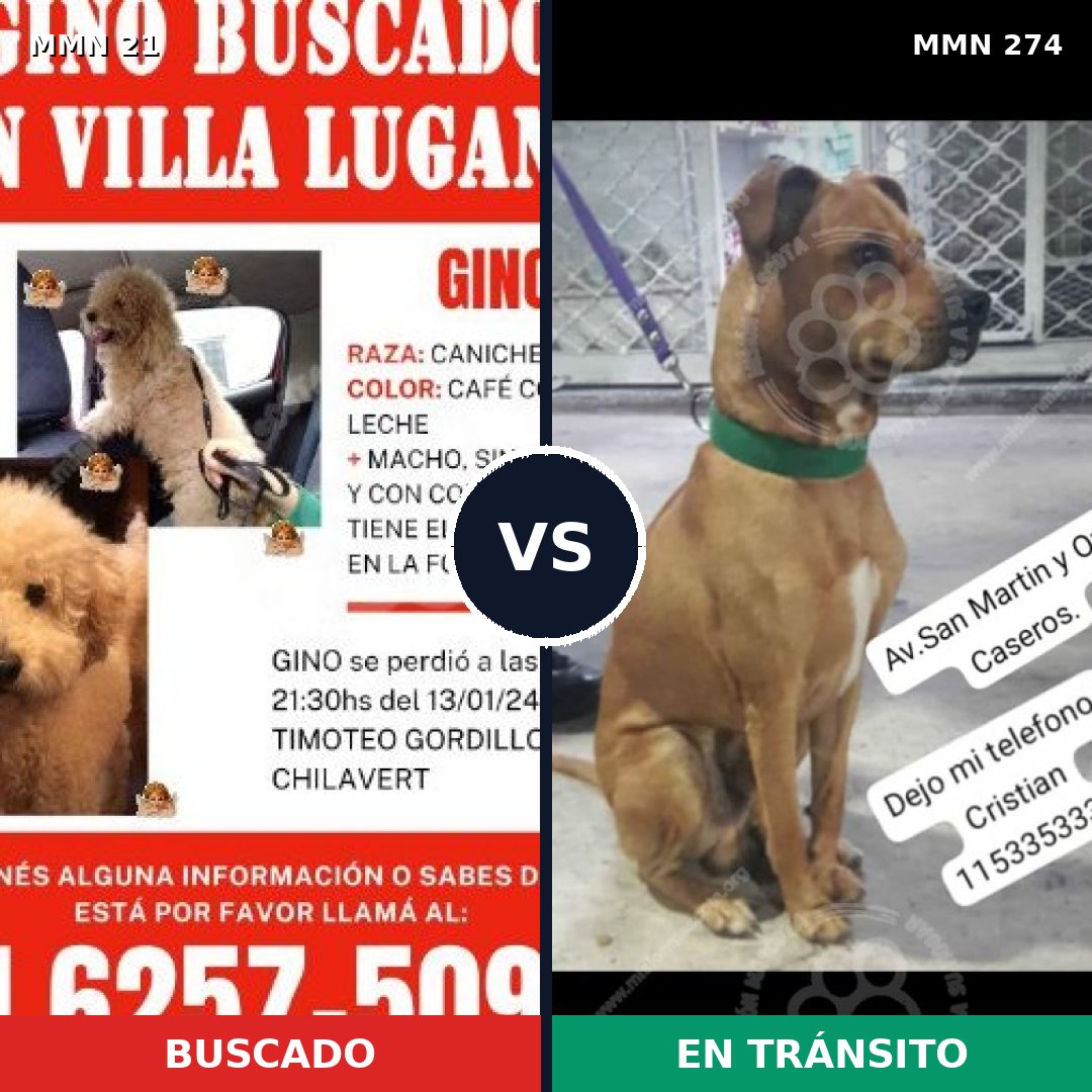 Comparativa MMS 1128: mascota perdida y mascota encontrada, 34% de similitud