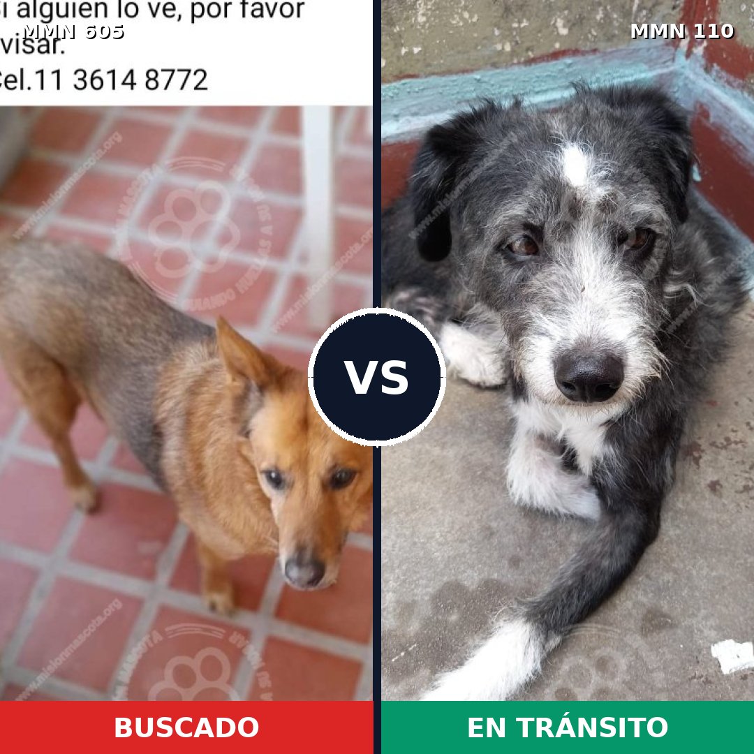 Comparativa MMS 11280: mascota perdida y mascota encontrada, 60% de similitud