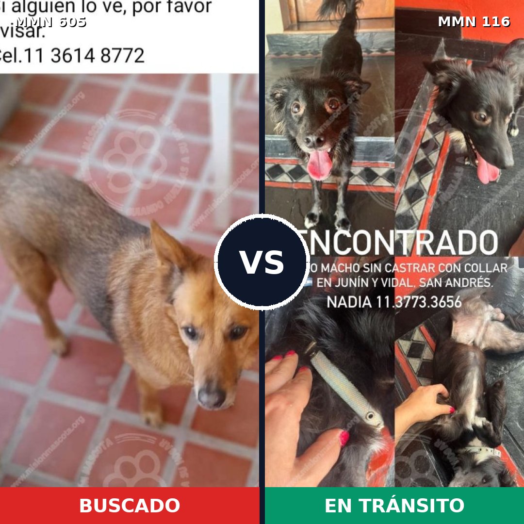 Comparativa MMS 11281: mascota perdida y mascota encontrada, 60% de similitud
