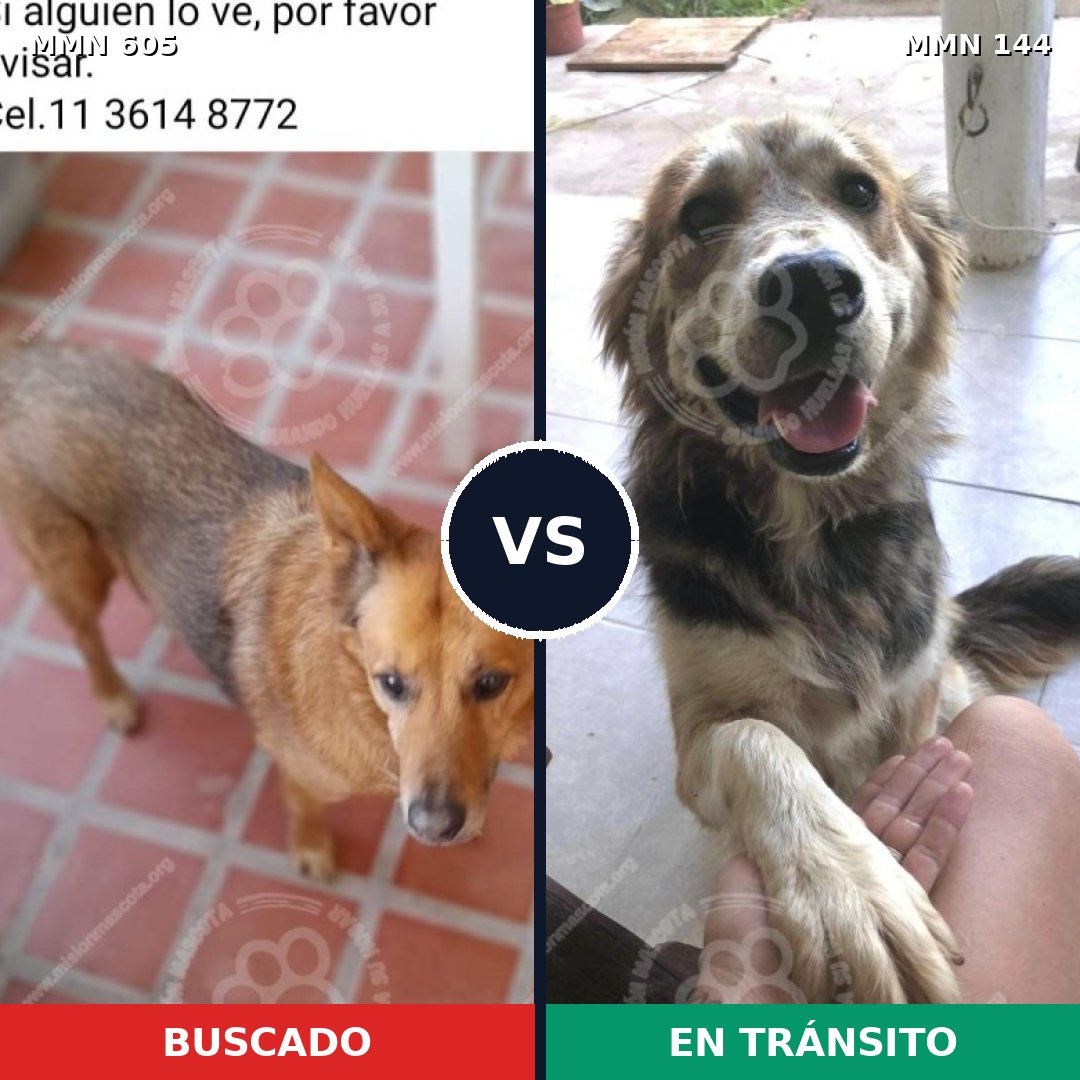 Comparativa MMS 11283: mascota perdida y mascota encontrada, 60% de similitud