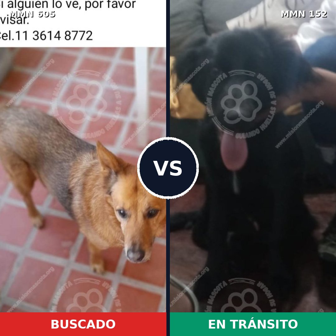 Comparativa MMS 11284: mascota perdida y mascota encontrada, 60% de similitud
