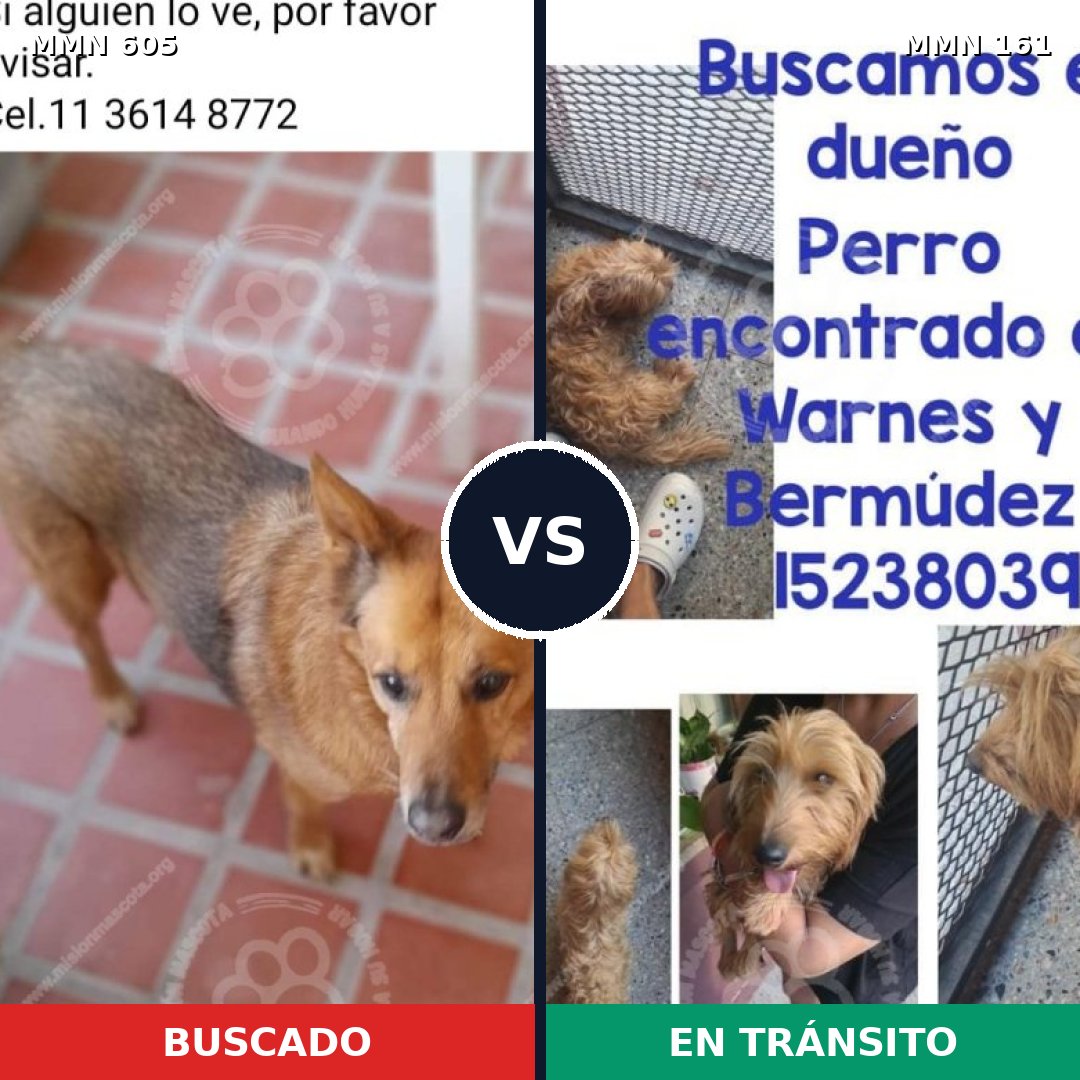 Comparativa MMS 11286: mascota perdida y mascota encontrada, 70% de similitud