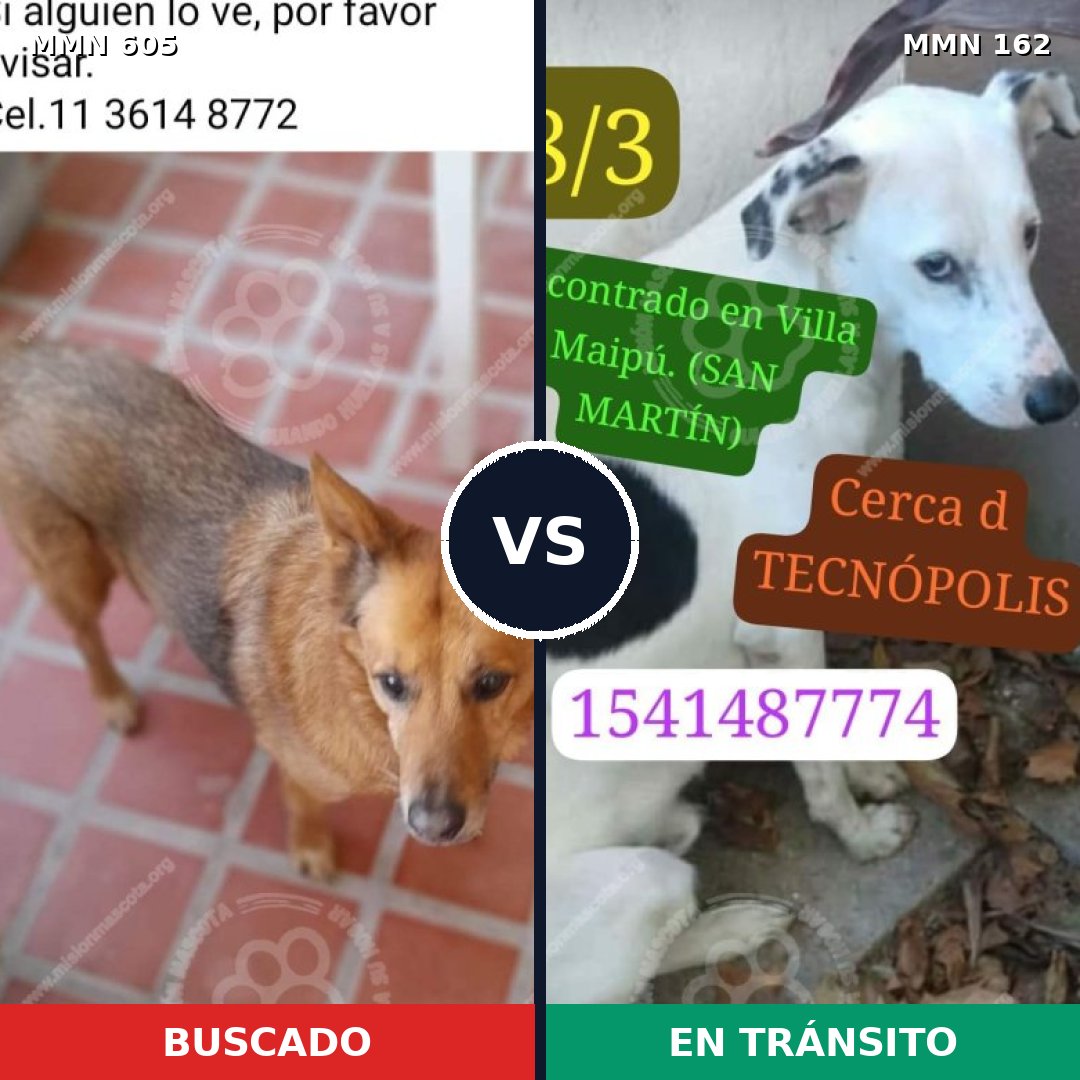 Comparativa MMS 11287: mascota perdida y mascota encontrada, 59% de similitud