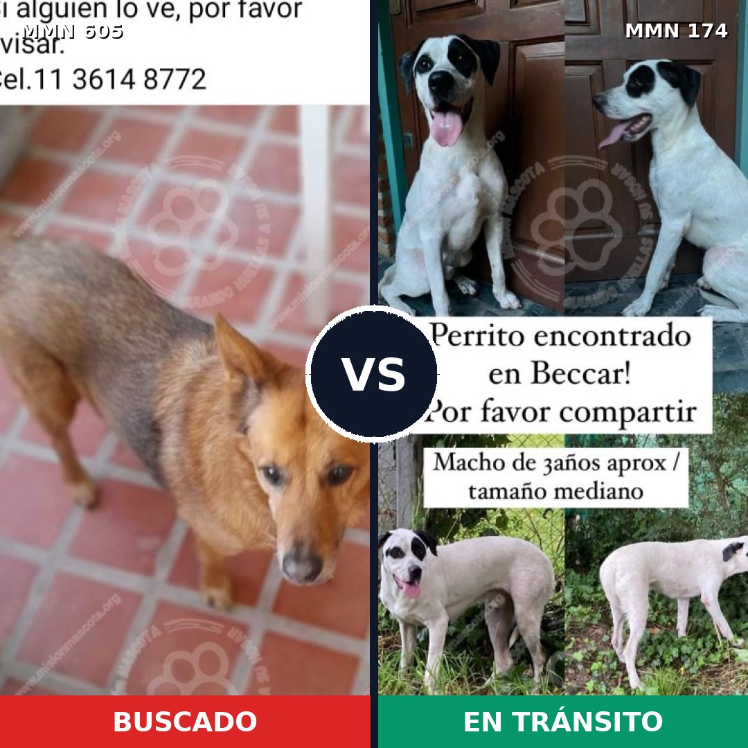 Comparativa MMS 11288: mascota perdida y mascota encontrada, 57% de similitud