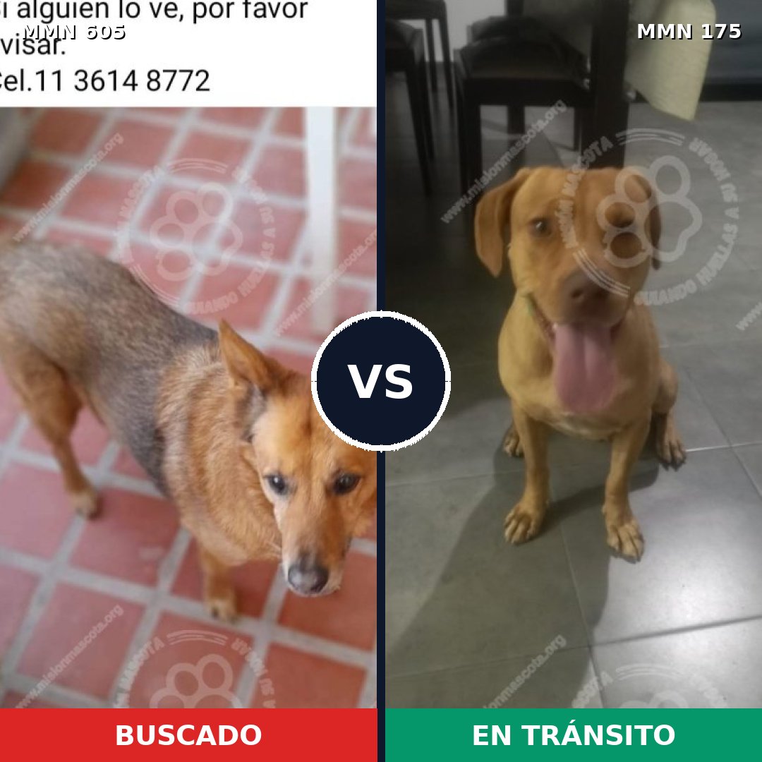 Comparativa MMS 11289: mascota perdida y mascota encontrada, 60% de similitud