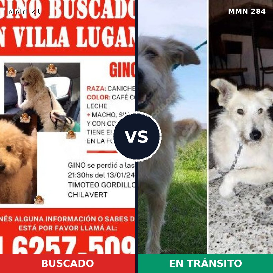 Comparativa MMS 1129: mascota perdida y mascota encontrada, 36% de similitud