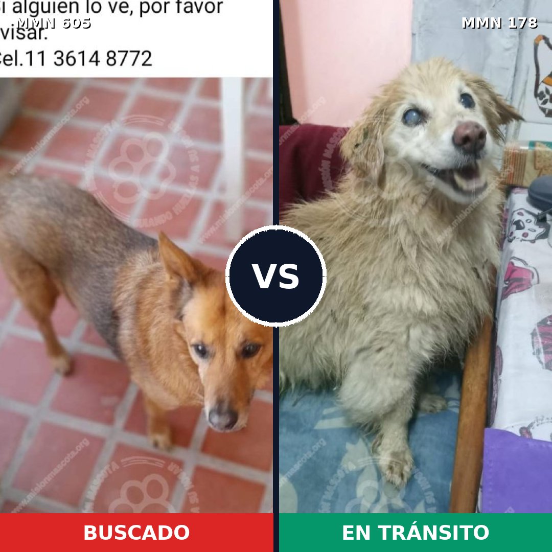 Comparativa MMS 11290: mascota perdida y mascota encontrada, 63% de similitud