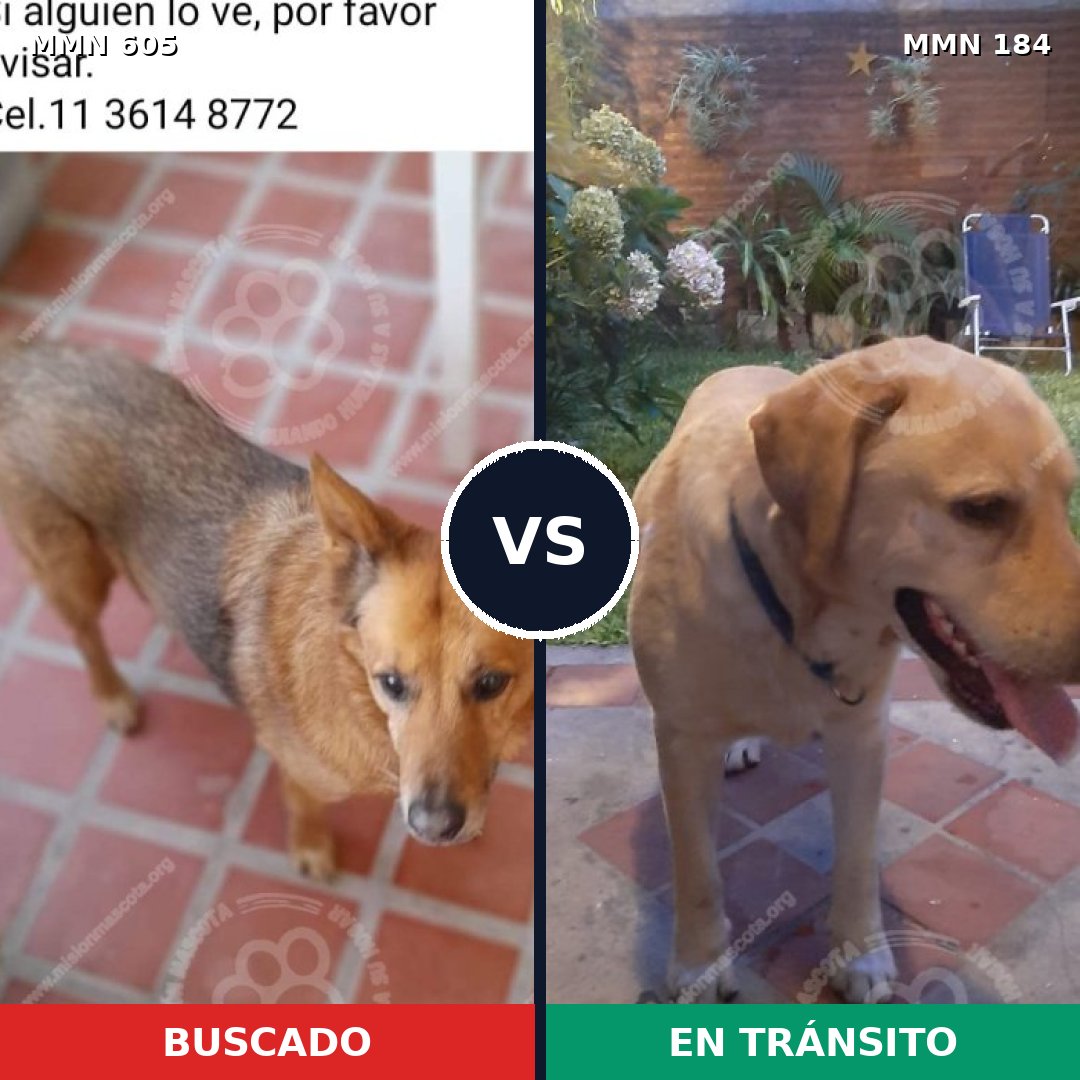 Comparativa MMS 11291: mascota perdida y mascota encontrada, 55% de similitud