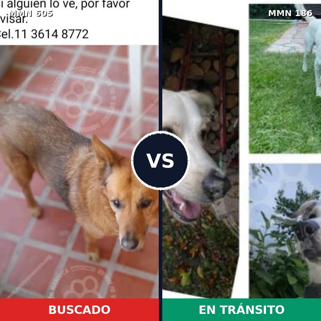 Comparativa MMS 11292: mascota perdida y mascota encontrada, 50% de similitud
