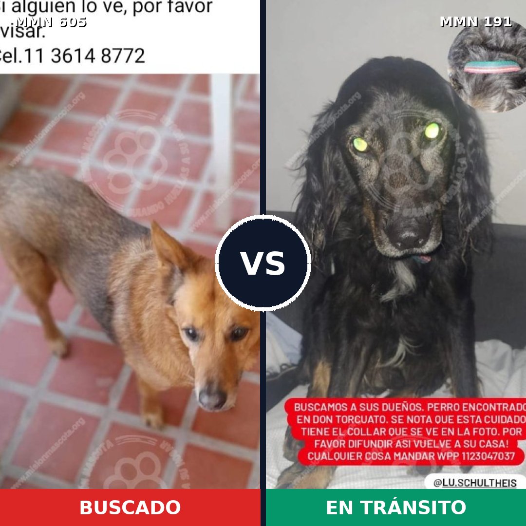 Comparativa MMS 11293: mascota perdida y mascota encontrada, 60% de similitud