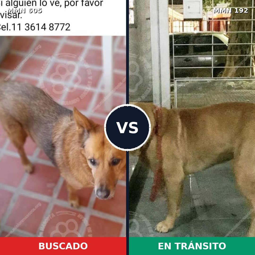 Comparativa MMS 11294: mascota perdida y mascota encontrada, 46% de similitud