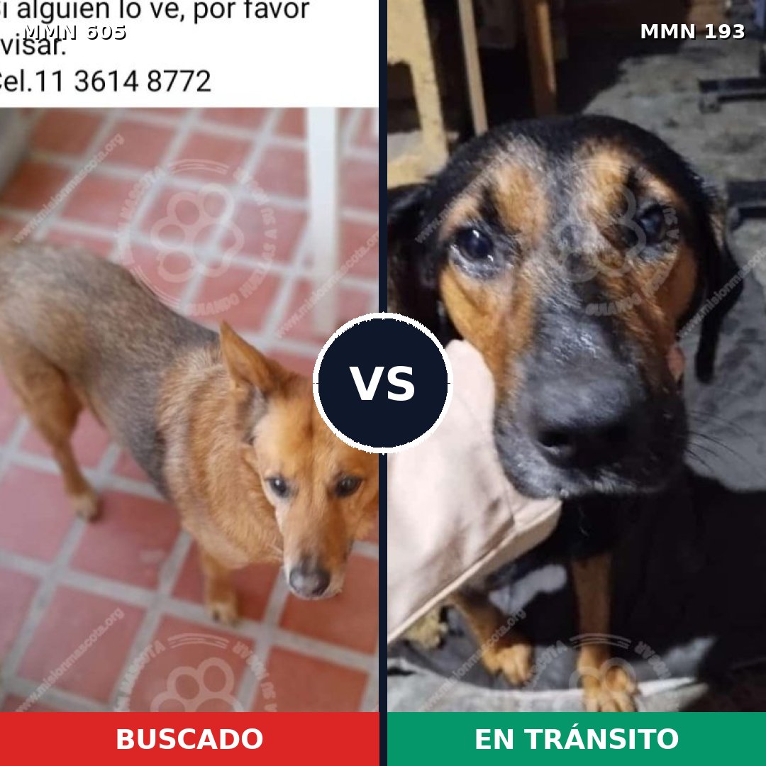 Comparativa MMS 11295: mascota perdida y mascota encontrada, 59% de similitud