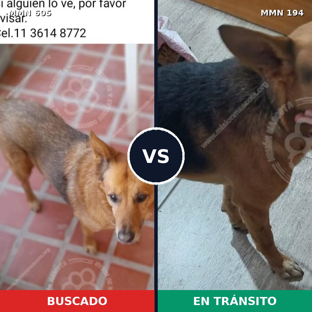 Comparativa MMS 11296: mascota perdida y mascota encontrada, 59% de similitud