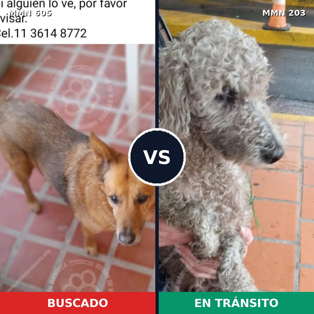 Comparativa MMS 11297: mascota perdida y mascota encontrada, 37% de similitud