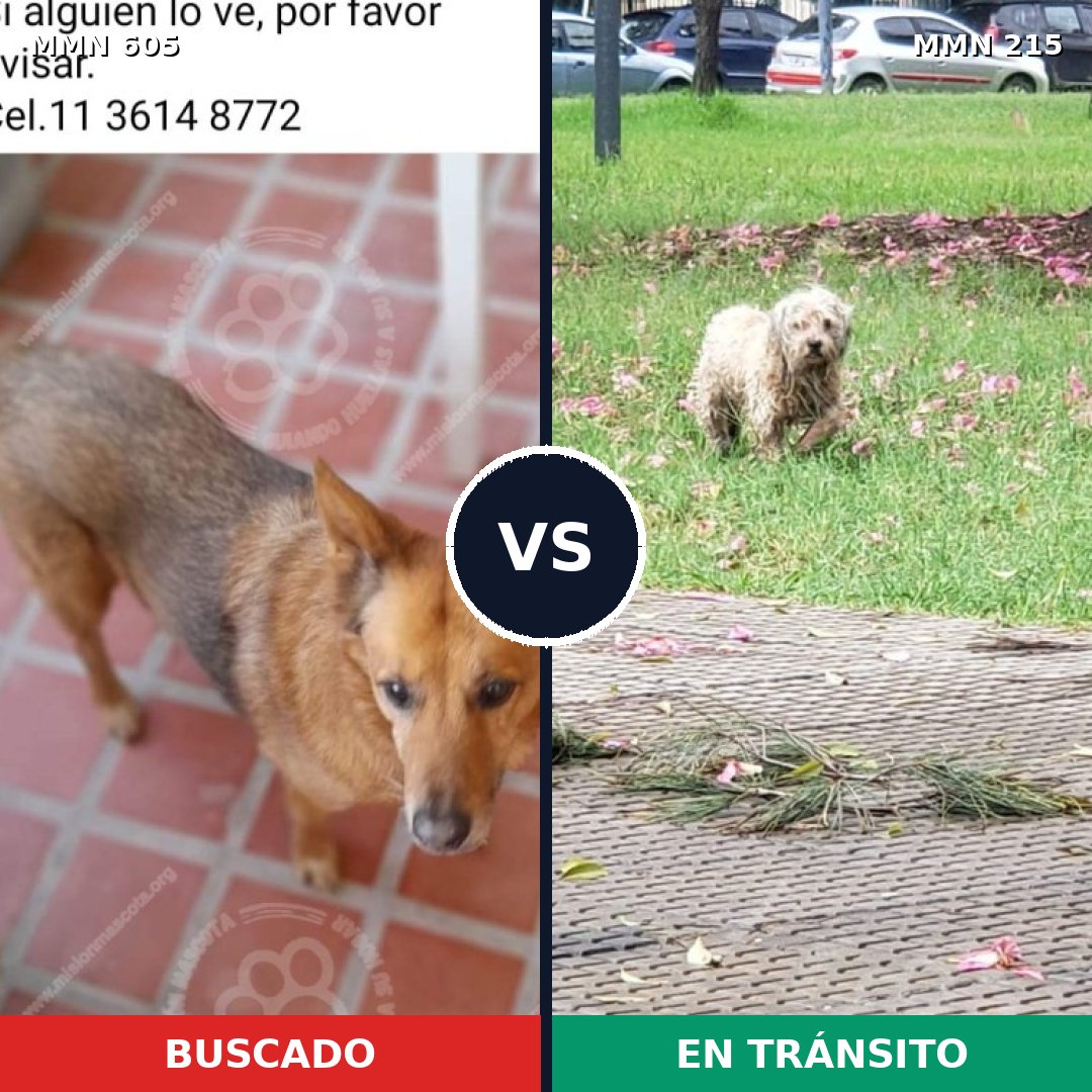 Comparativa MMS 11298: mascota perdida y mascota encontrada, 52% de similitud