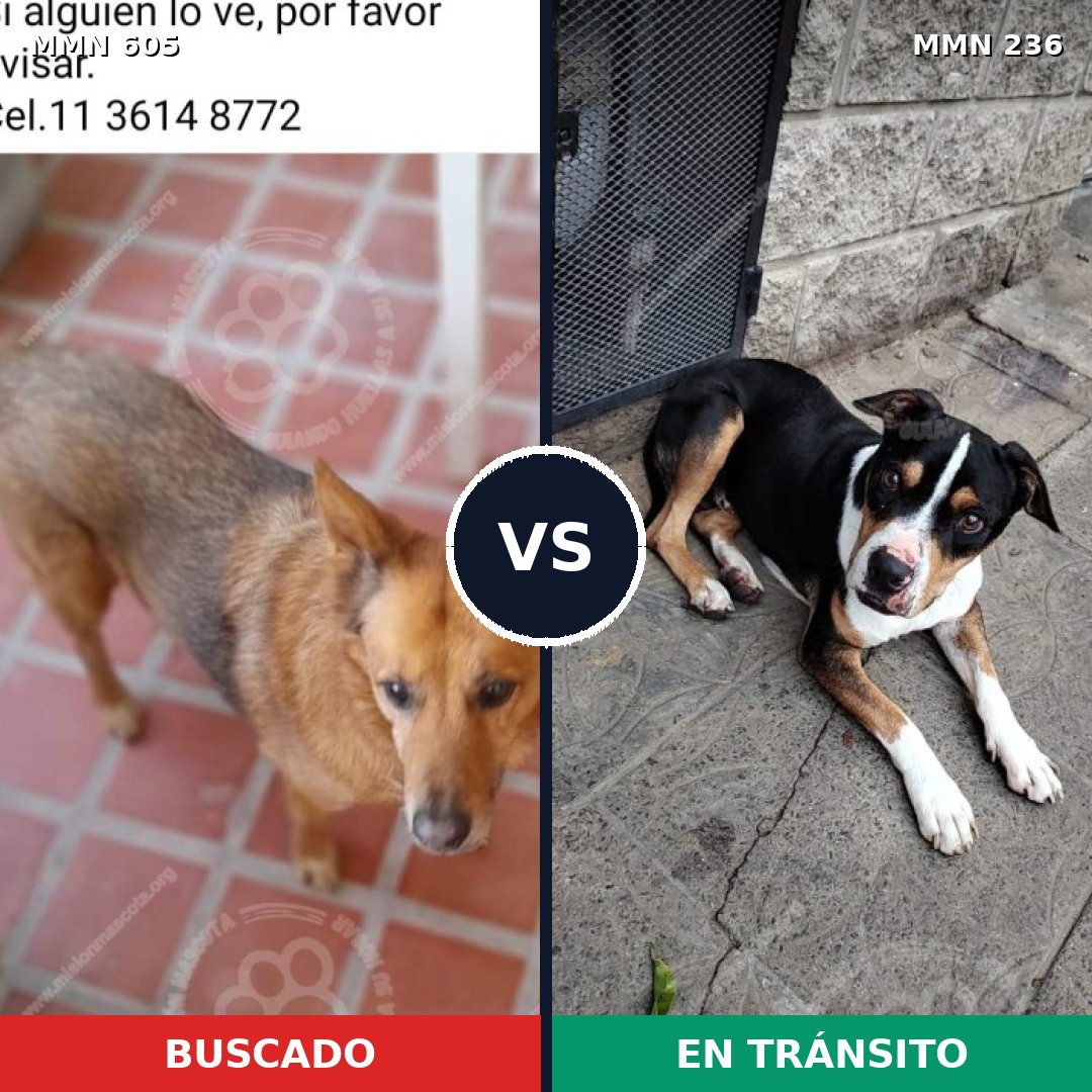 Comparativa MMS 11299: mascota perdida y mascota encontrada, 45% de similitud