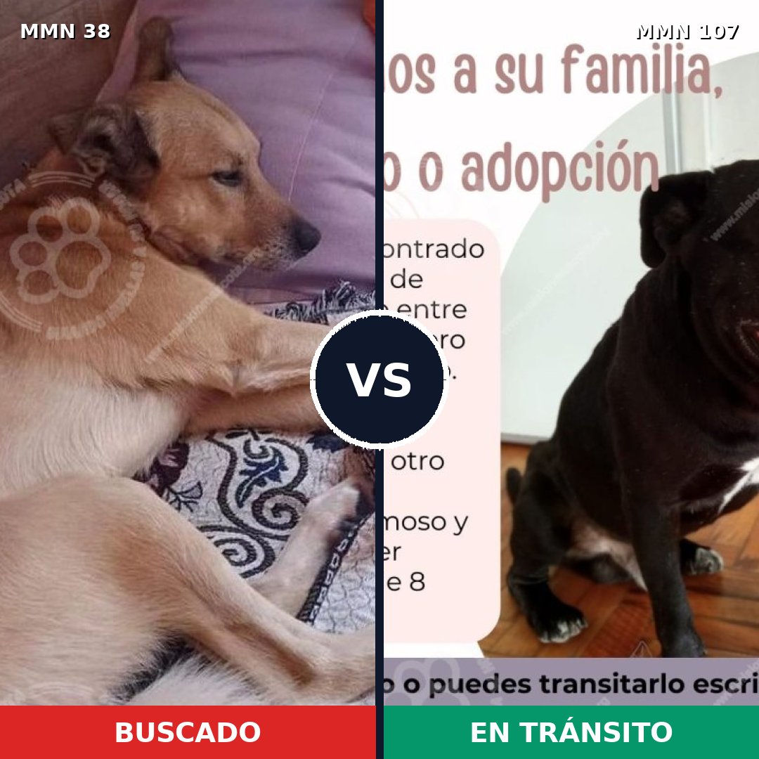 Comparativa MMS 113: mascota perdida y mascota encontrada, 67% de similitud